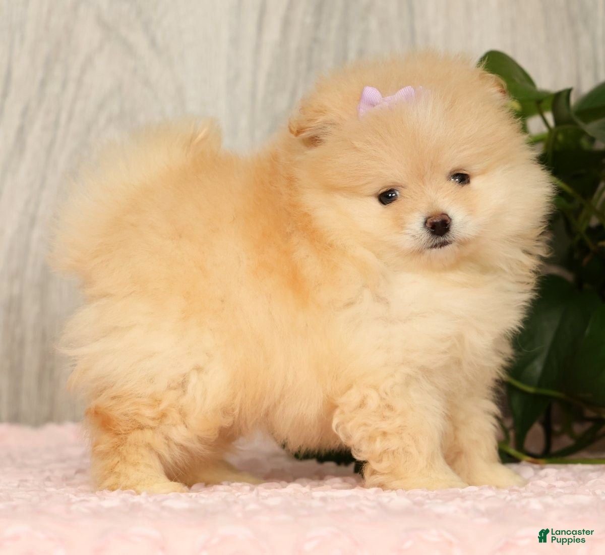Pomeranian dogs Cream Puff - Ad 1