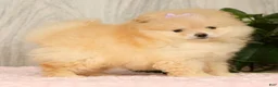 Pomeranian dogs for sale: Cream Puff - Ad 1