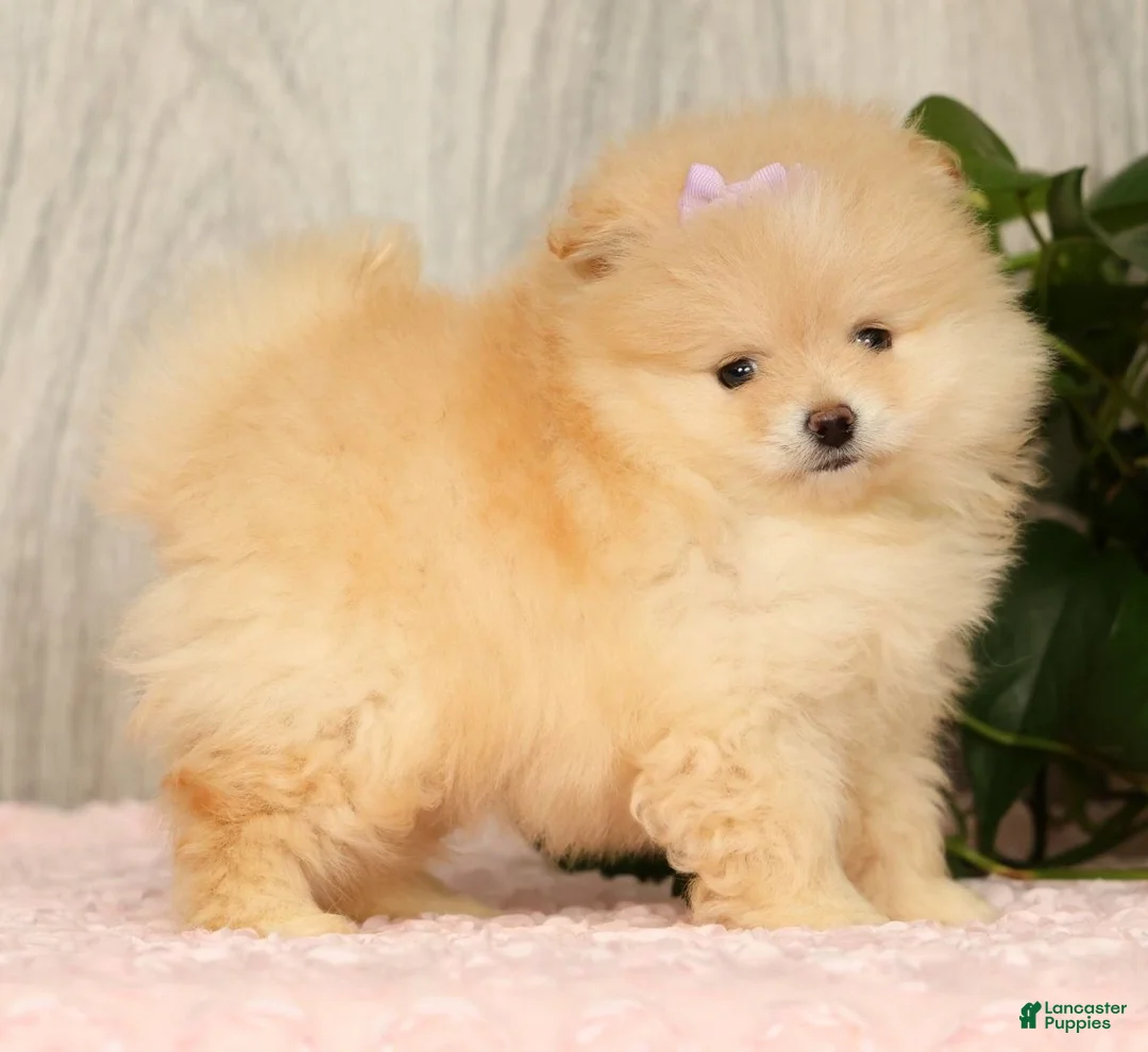 Pomeranian dogs for sale: Cream Puff - Ad 1