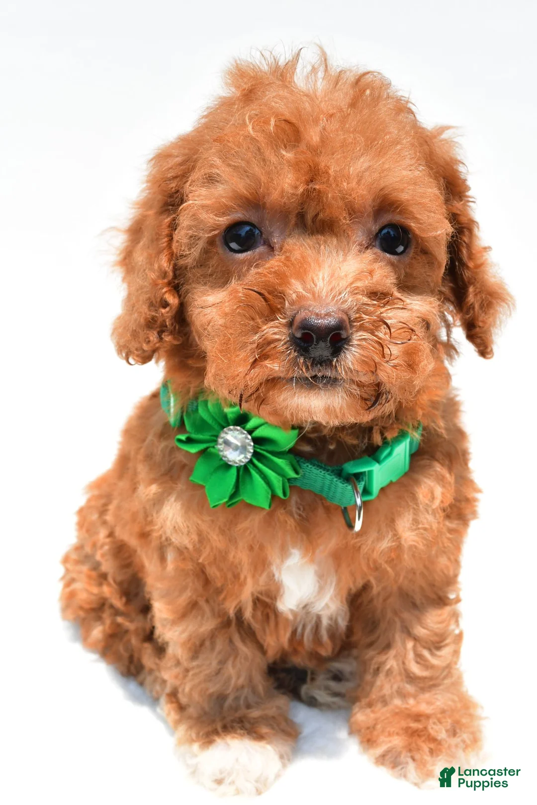 Miniature Poodle dogs for sale: Lila - Ad 2