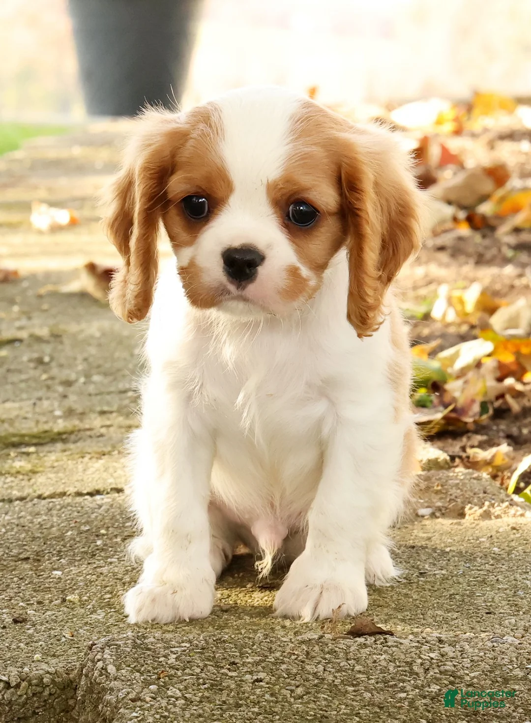 Cavalier King Charles Spaniel dogs for sale: Zack - Ad 1