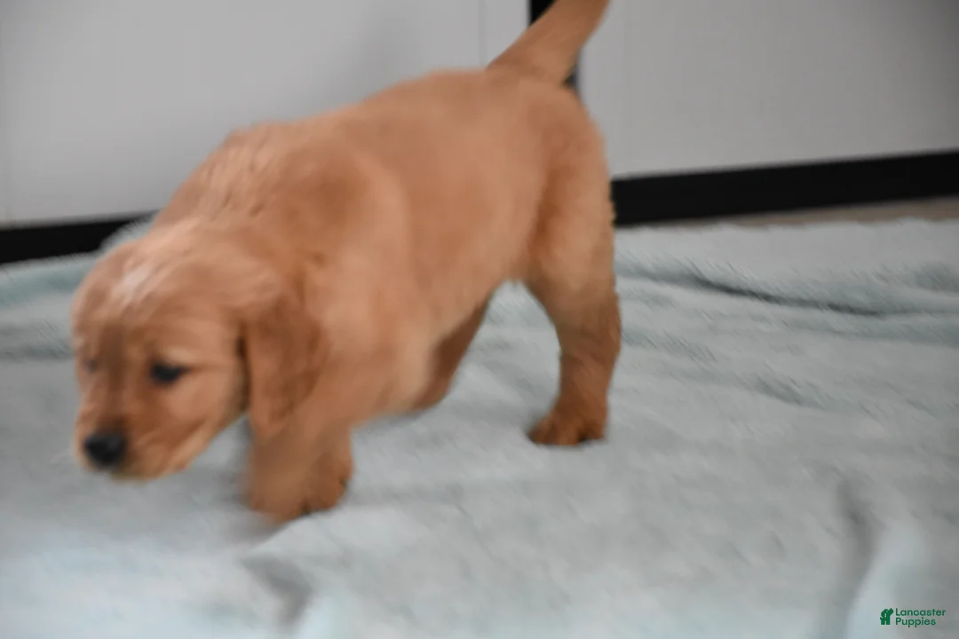 Golden Retriever dogs for sale: Sawyer   Genetic/OFA  - Ad 10