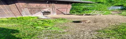 Mixed Breed dogs for sale: Mixed Breed 2 - Ad 6
