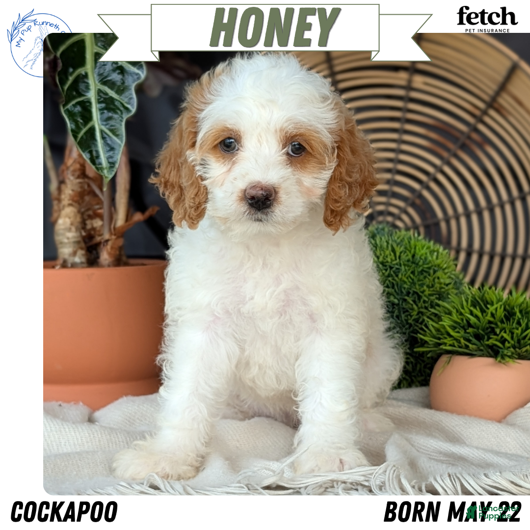 Cockapoo dogs Honey  - Ad 1