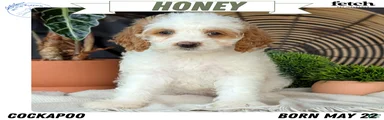 Honey 
