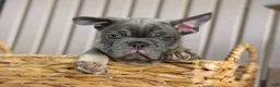 French Bulldog dogs for sale: 🐾 Mickey - Ad 6