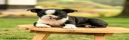 Boston Terrier dogs for sale: Brianna - Ad 2