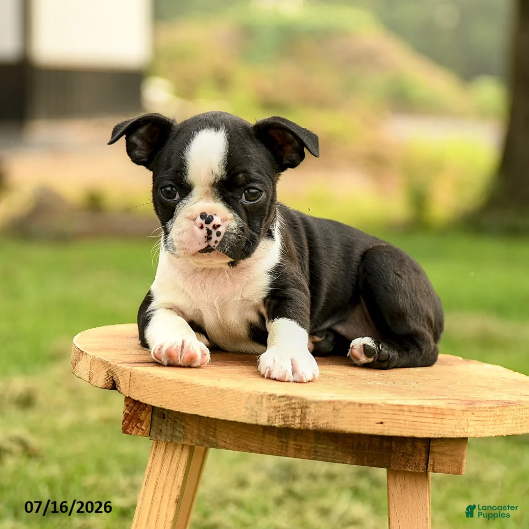 Boston Terrier dogs for sale: Brianna - Ad 2