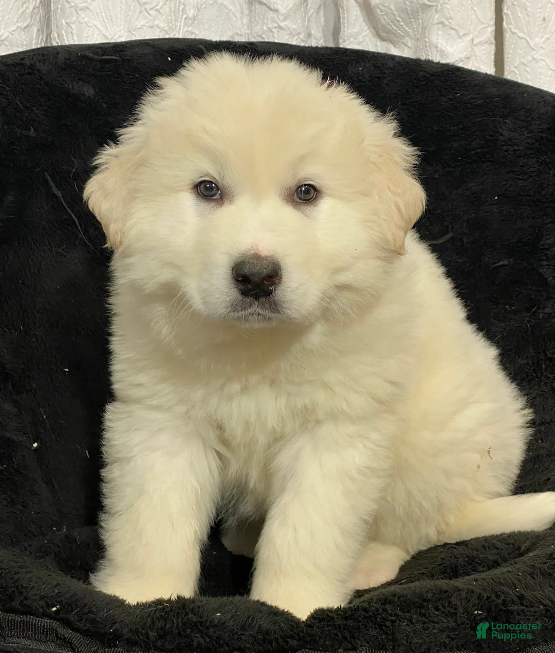 Great Pyrenees dogs for sale: Gorden - Ad 1