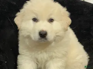 Great Pyrenees dogs Gorden - Ad 34