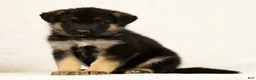 Gerberian Shepsky dogs for sale: Jake - Ad 3