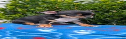 Chihuahua dogs for sale: Yogi - Ad 5