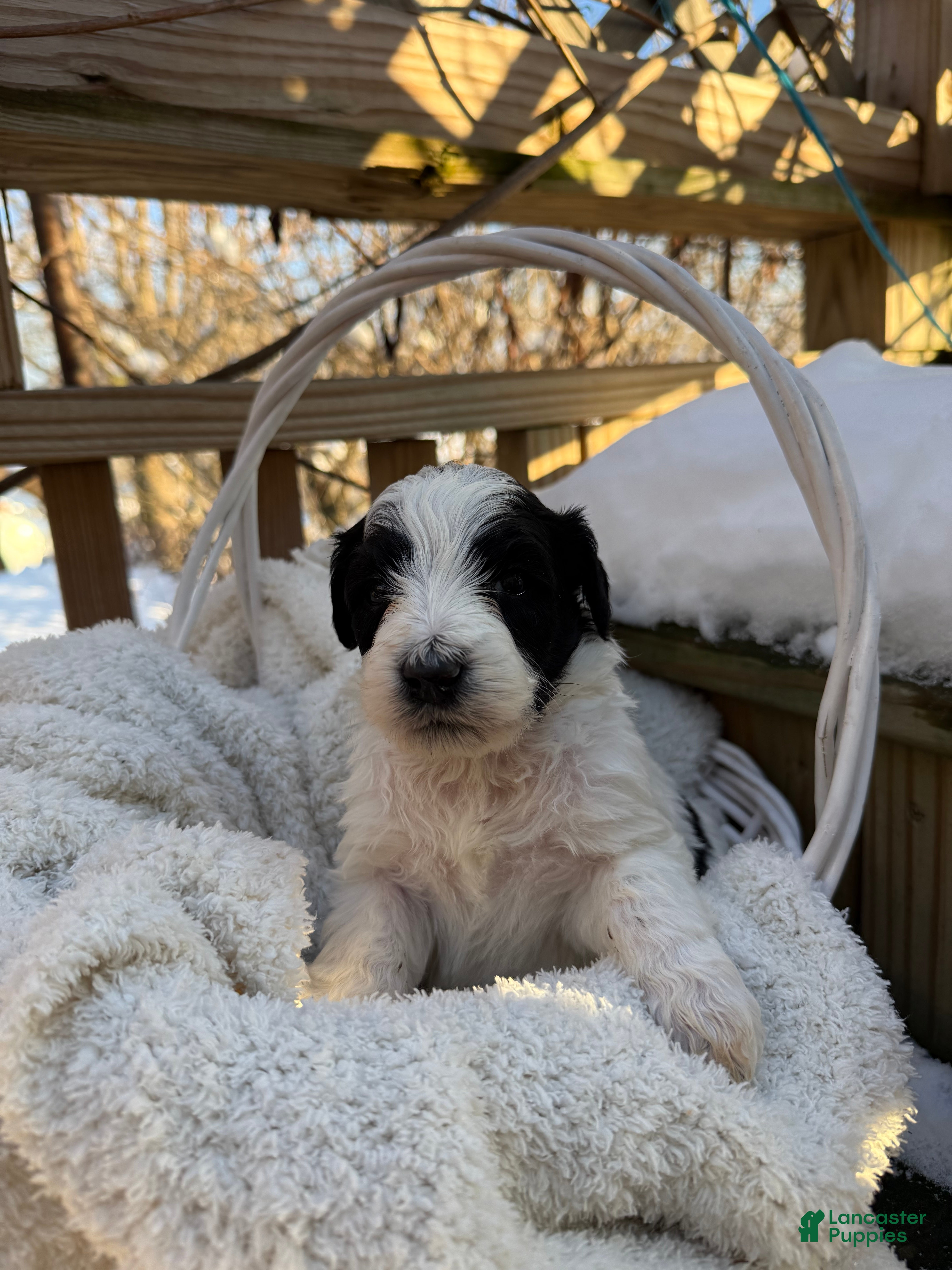 Mixed Breed dogs Lola - Ad 33