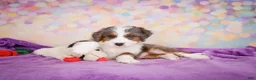 Mini Bernedoodle dogs for sale: Sammy - Ad 9