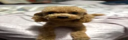 Mini Goldendoodle dogs for sale: Mini Goldendoodle 2 Sofia - Ad 3