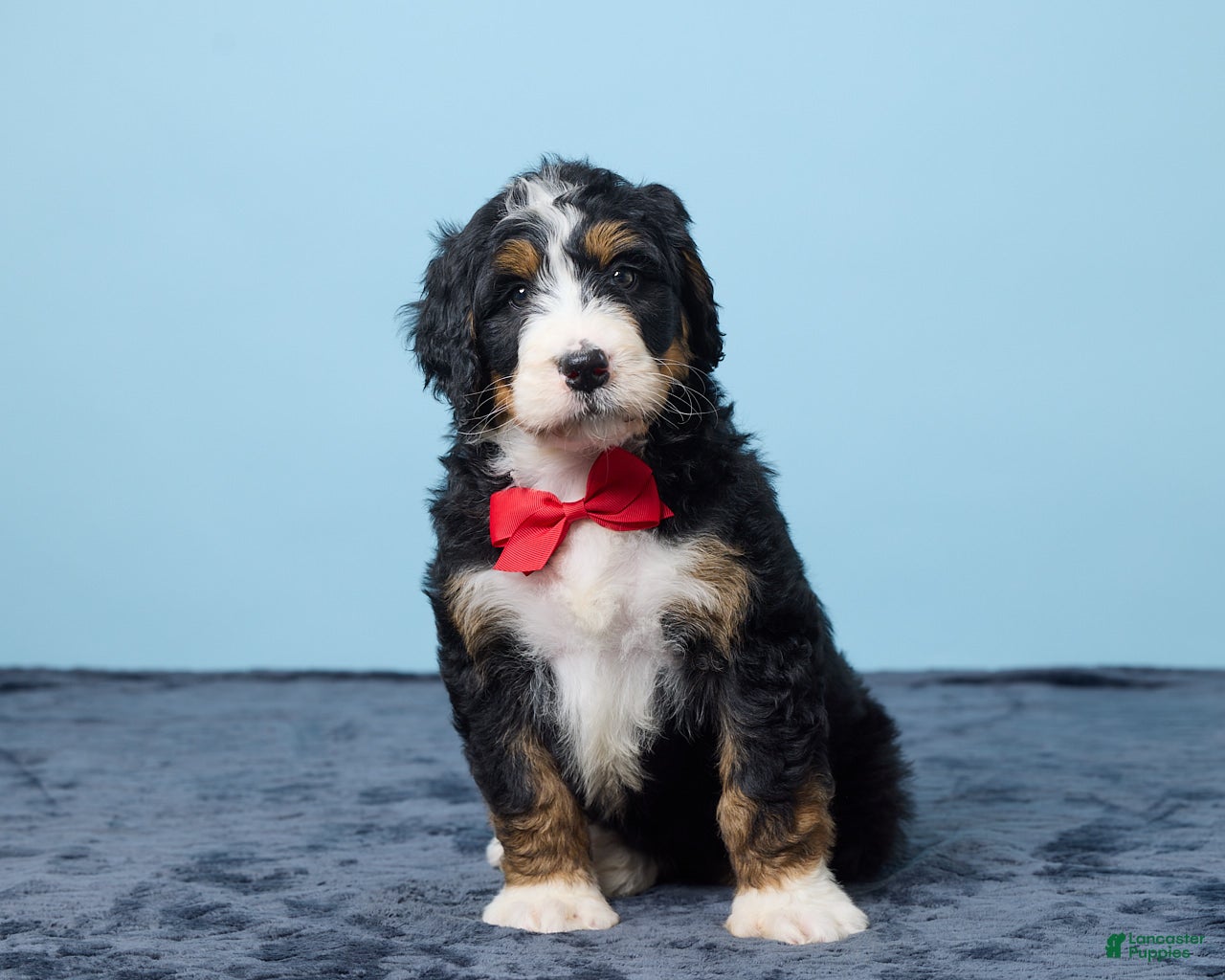 Bernedoodle dogs Jet - Ad 2