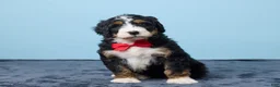 Bernedoodle dogs for sale: Jet - Ad 2