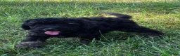 Miniature Poodle dogs for sale: Spruce - Ad 7