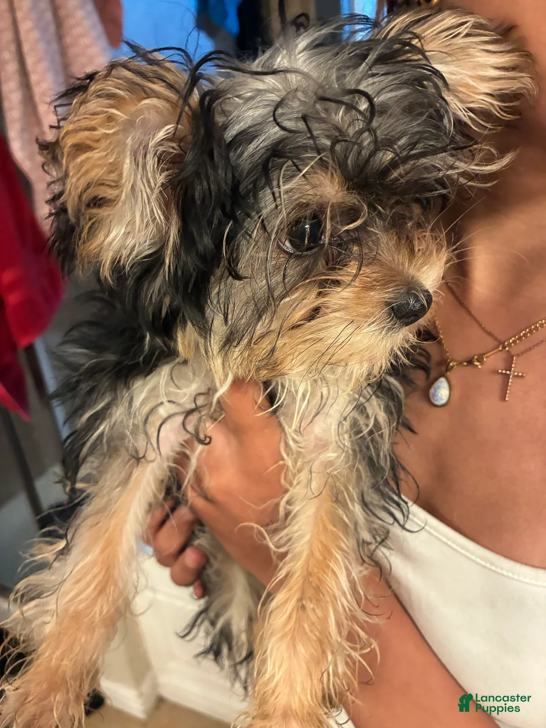 Yorkiepoo dogs for sale: Yorkiepoo Puppy 1 - Ad 3