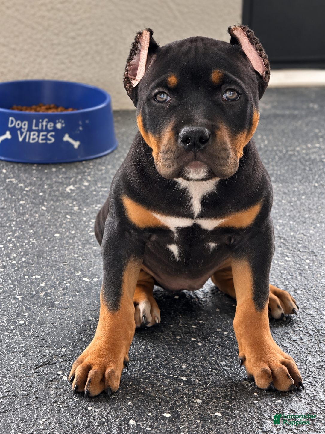 American Bully dogs American Bully 2 - Ad 1