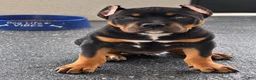 American Bully dogs for sale: American Bully 2 - Ad 1