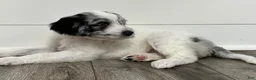Aussiedoodle dogs for sale: Snow White - Ad 1