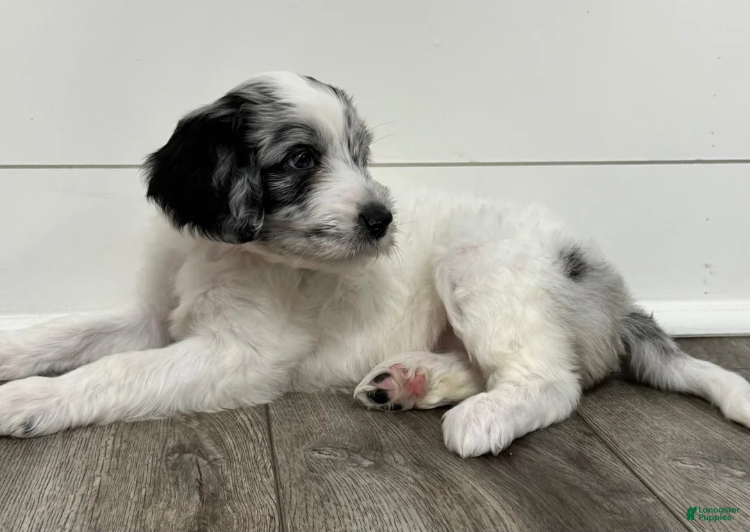 Aussiedoodle dogs for sale: Snow White - Ad 1