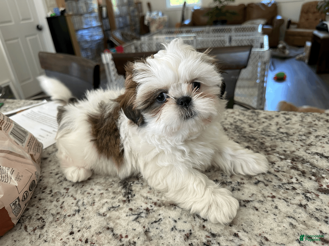 Shih Tzu dogs for sale: Shih Tzu 1 - Ad 2