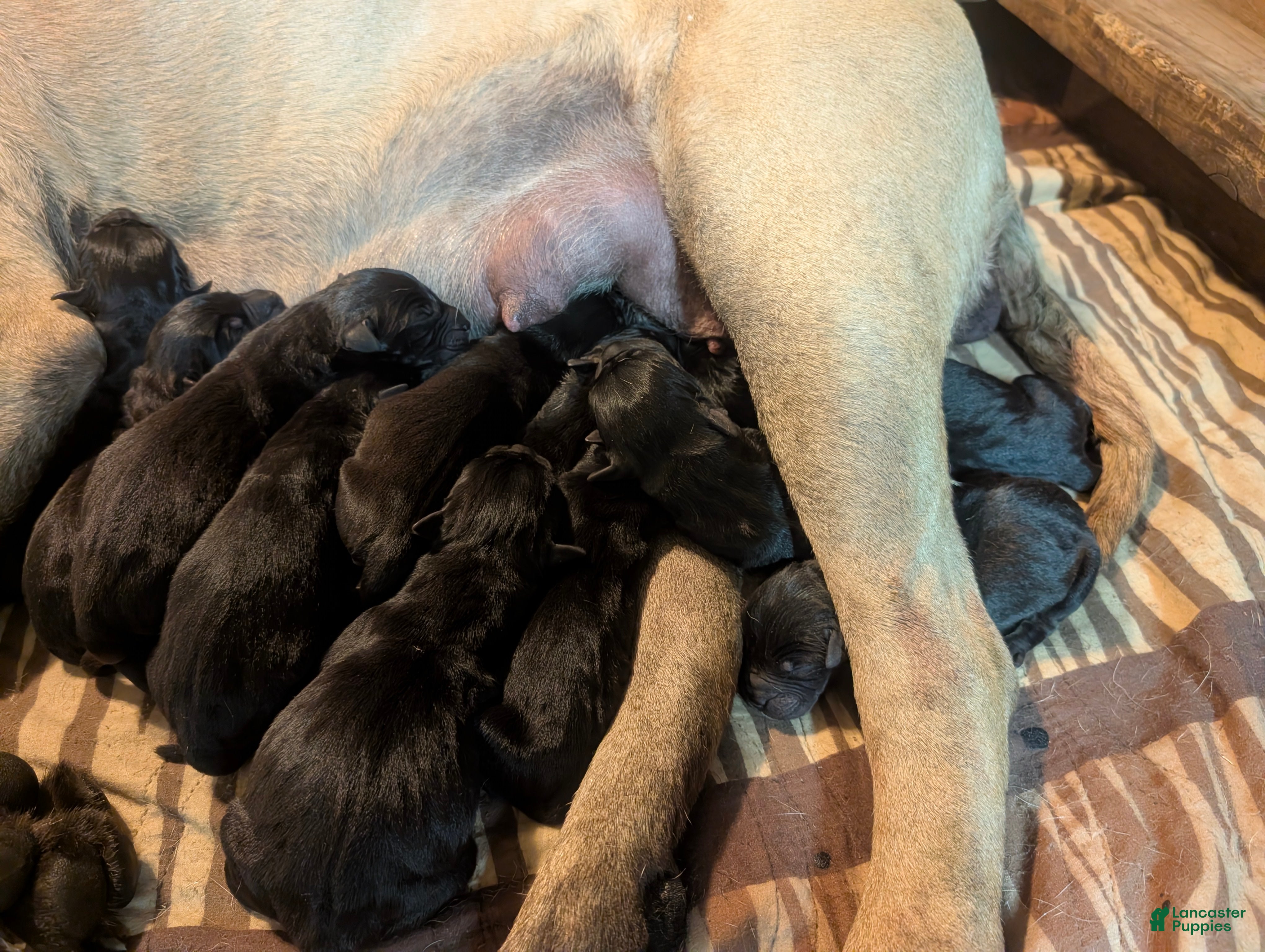 Mixed Breed dogs Black Bullmasador puppy  - Ad 41