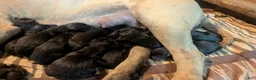 Mixed Breed dogs for sale: Black Bullmasador puppy  - Ad 1
