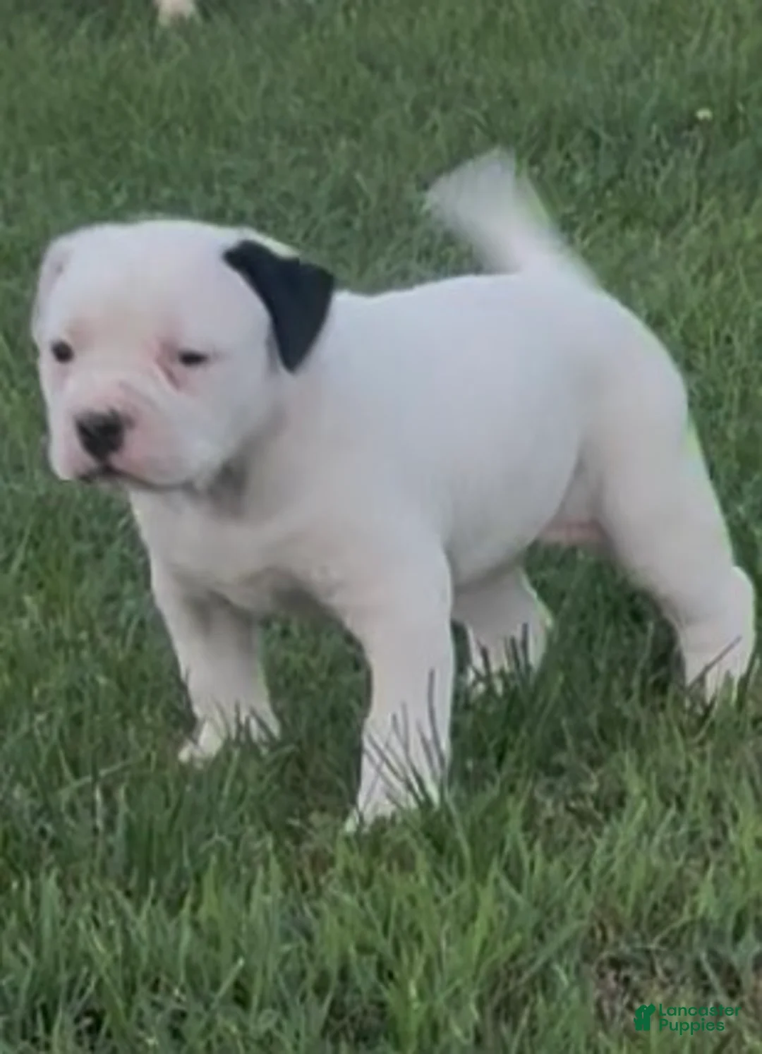 American Bulldog dogs for sale: Marley - Ad 2