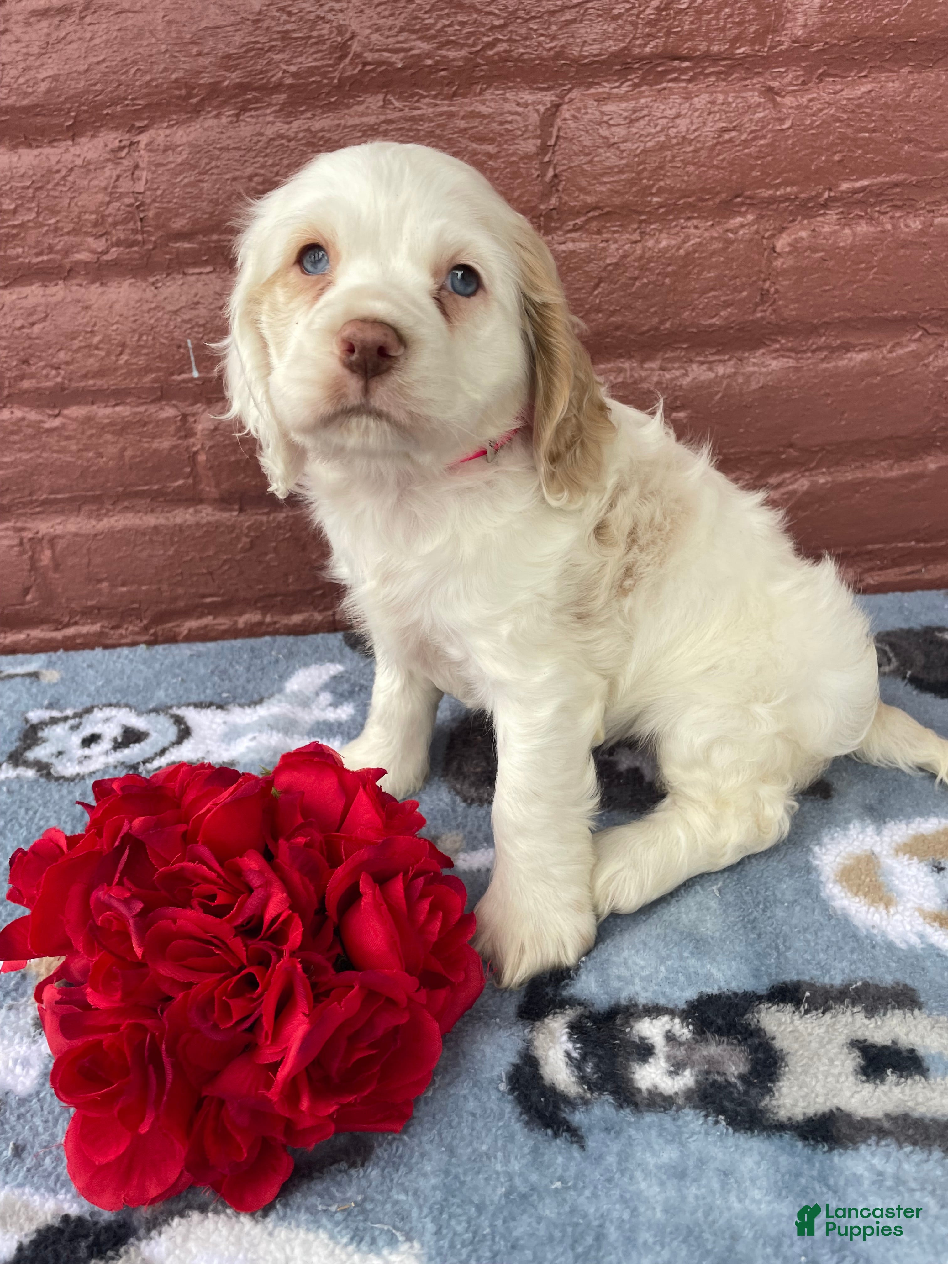 Cocker Spaniel dogs Pixie - Ad 26