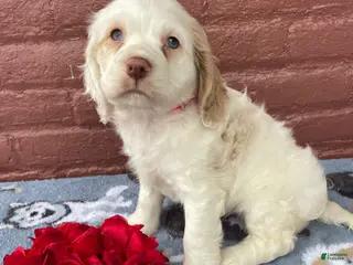 Cocker Spaniel dogs Pixie - Ad 26