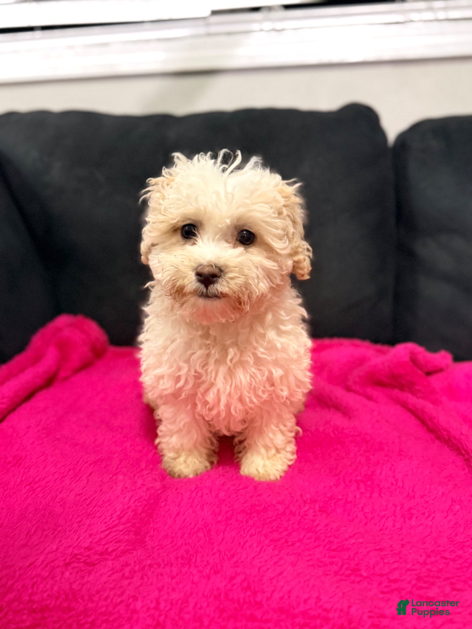 Mini Goldendoodle dogs Mini Goldendoodle Puppy 1 - Ad 2