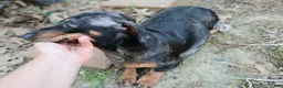 Dachshund dogs for sale: Nationwide delivery. Gloria's sable boy - Ad 9