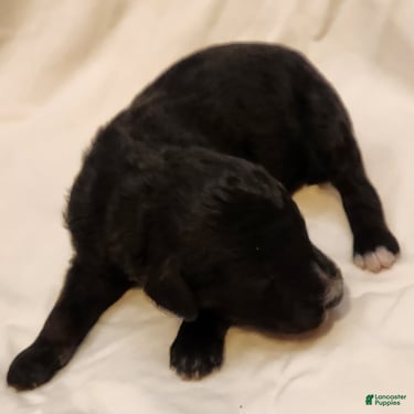 Mini Aussiedoodle dogs for sale: Scout_Male Tri-Color Possible Phantom - Ad 6