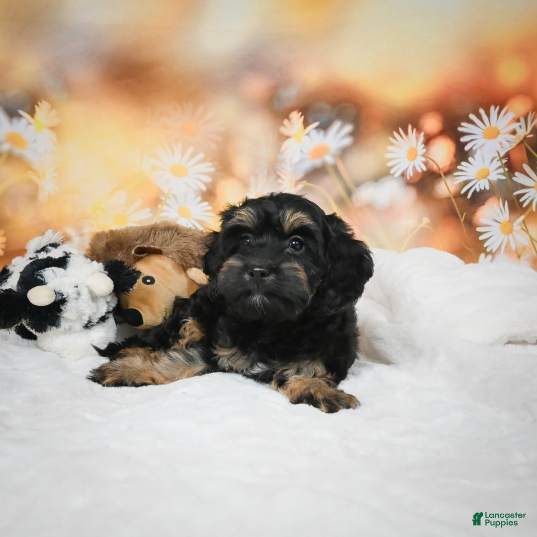 Cockapoo dogs for sale: Carter - Ad 3