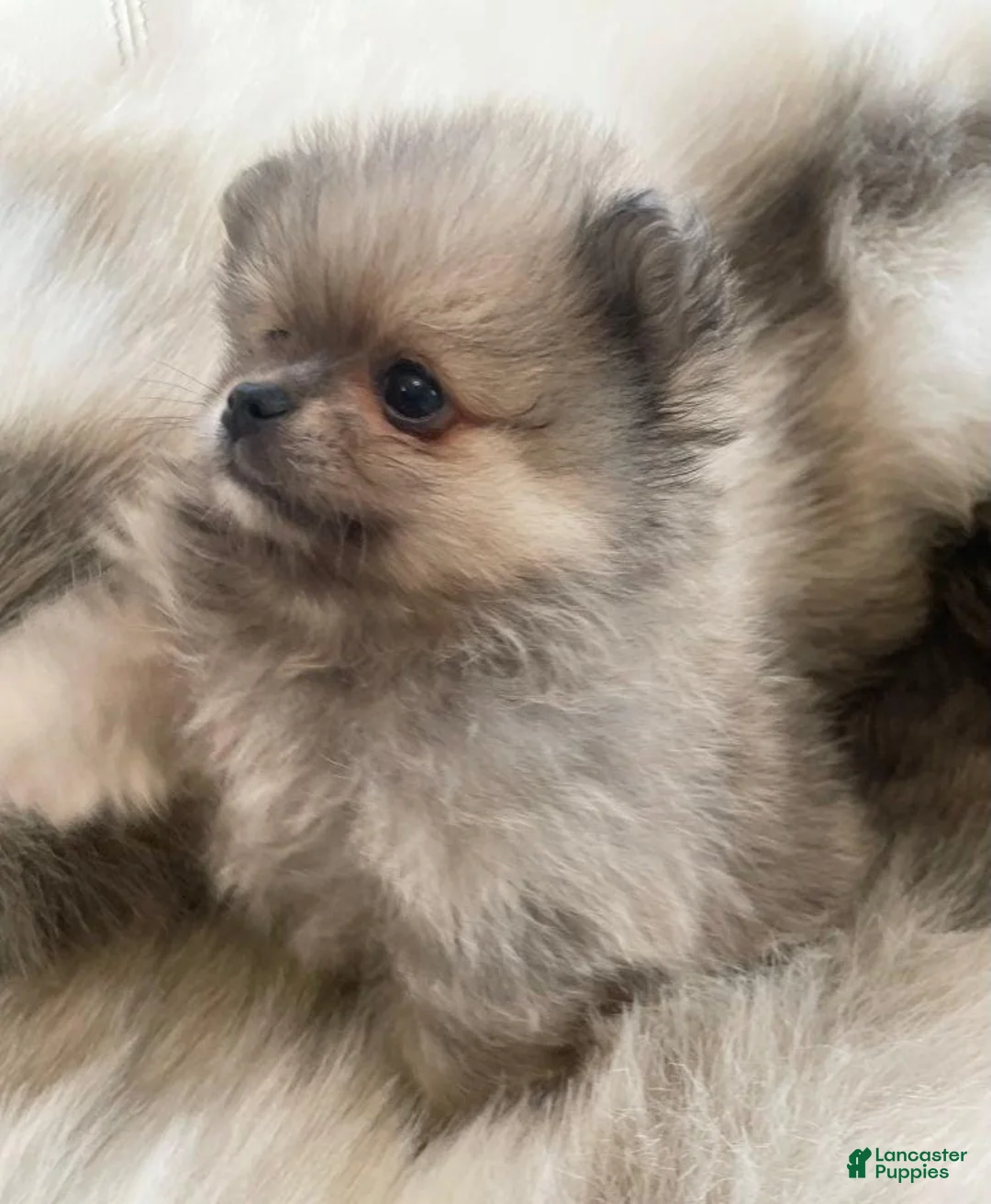 Pomeranian dogs for sale: Kayla - Ad 6