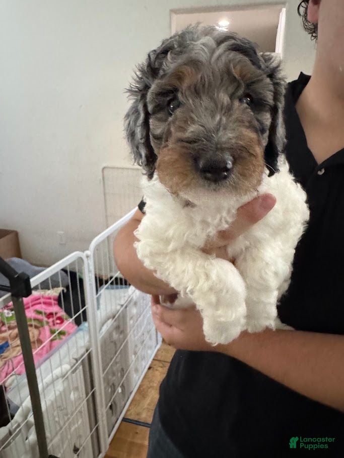 Bernedoodle dogs Princess - Ad 40