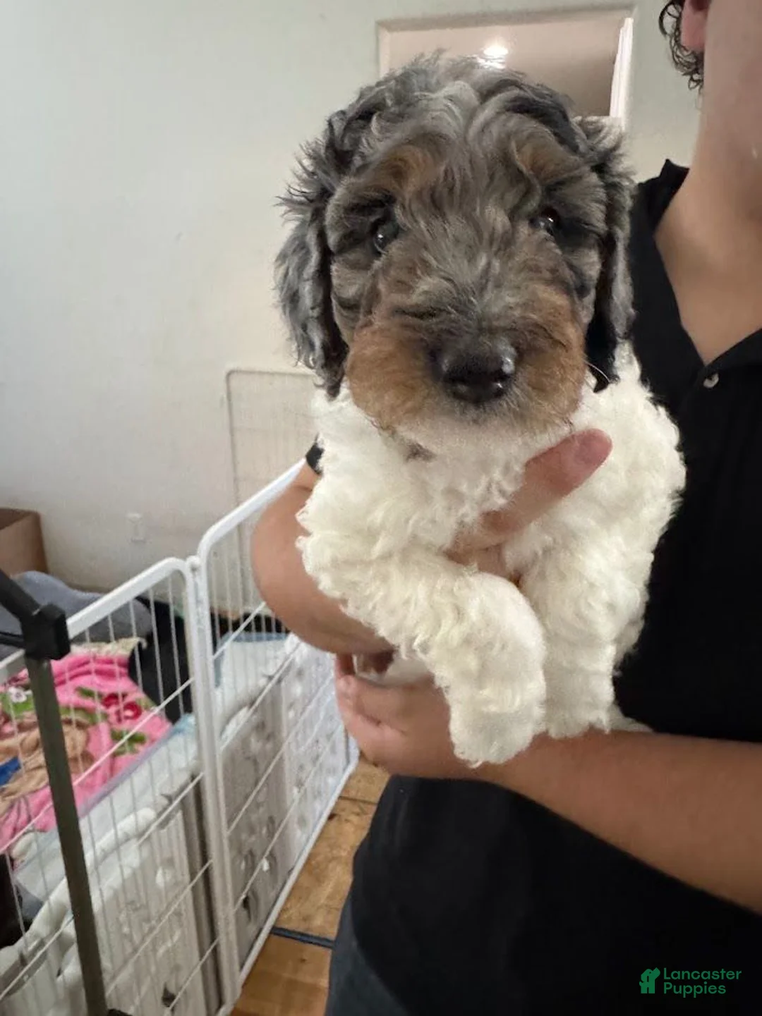 Bernedoodle dogs for sale: Princess - Ad 1