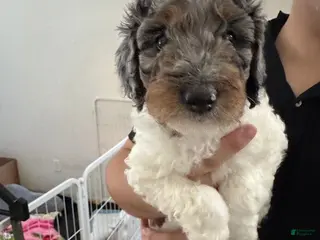 Bernedoodle dogs Princess - Ad 16