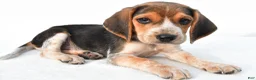 Beagle dogs for sale: Allen - Ad 9