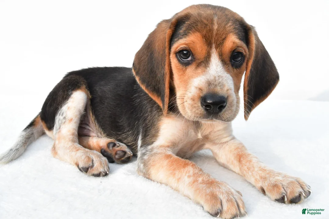 Beagle dogs for sale: Allen - Ad 9