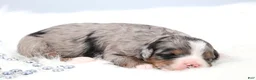 Mini Bernedoodle dogs for sale: Fido - Ad 5