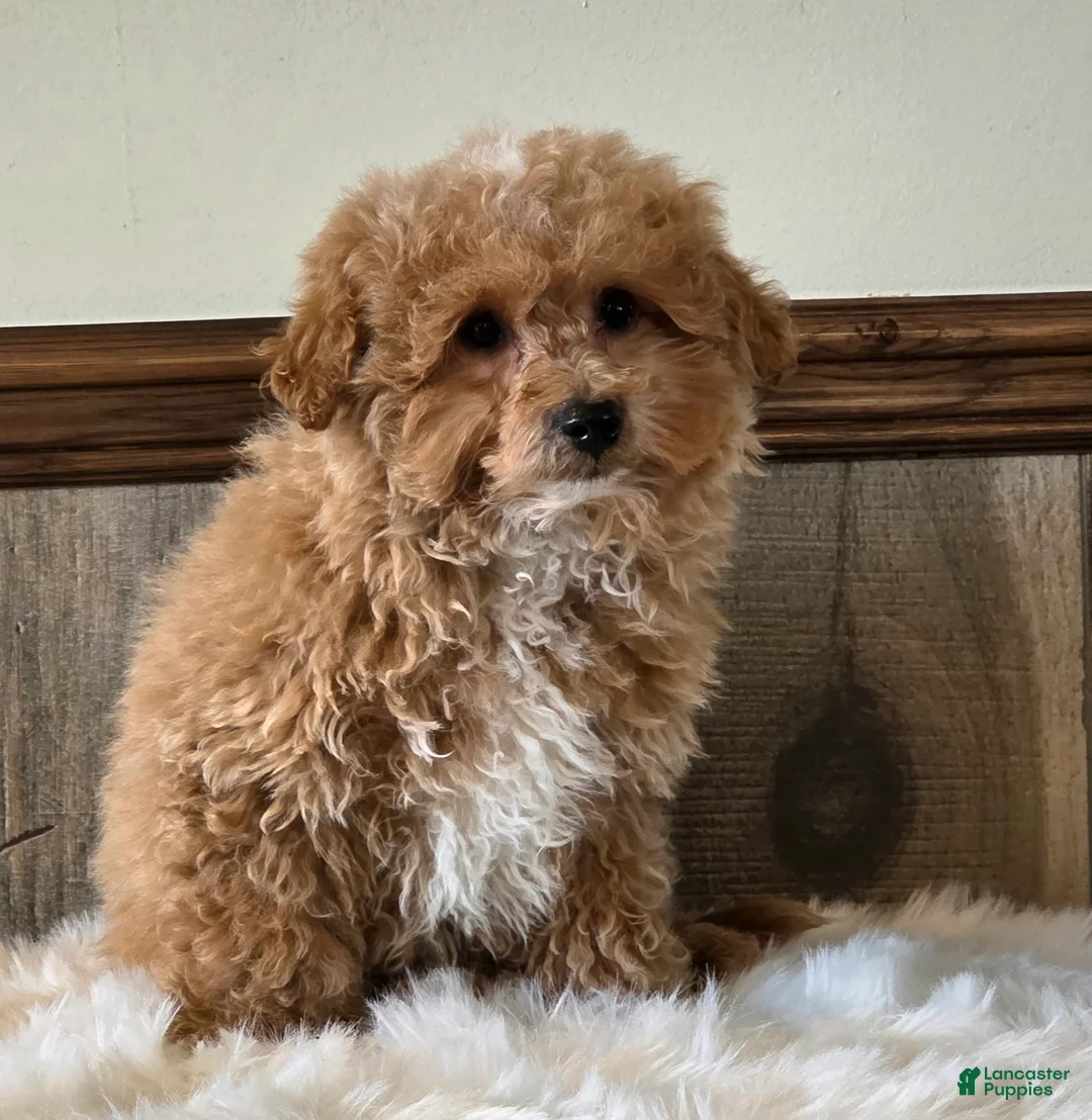 Bichpoo dogs for sale: Harley - Ad 5