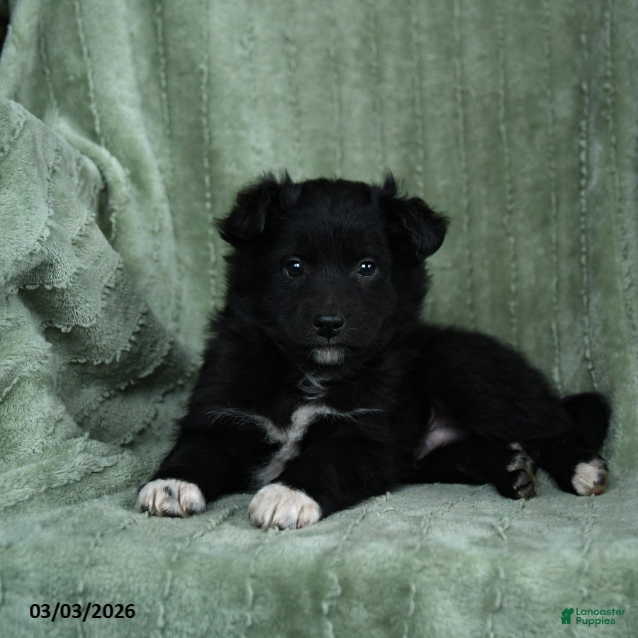 Mixed Breed dogs Grizzly - Ad 2