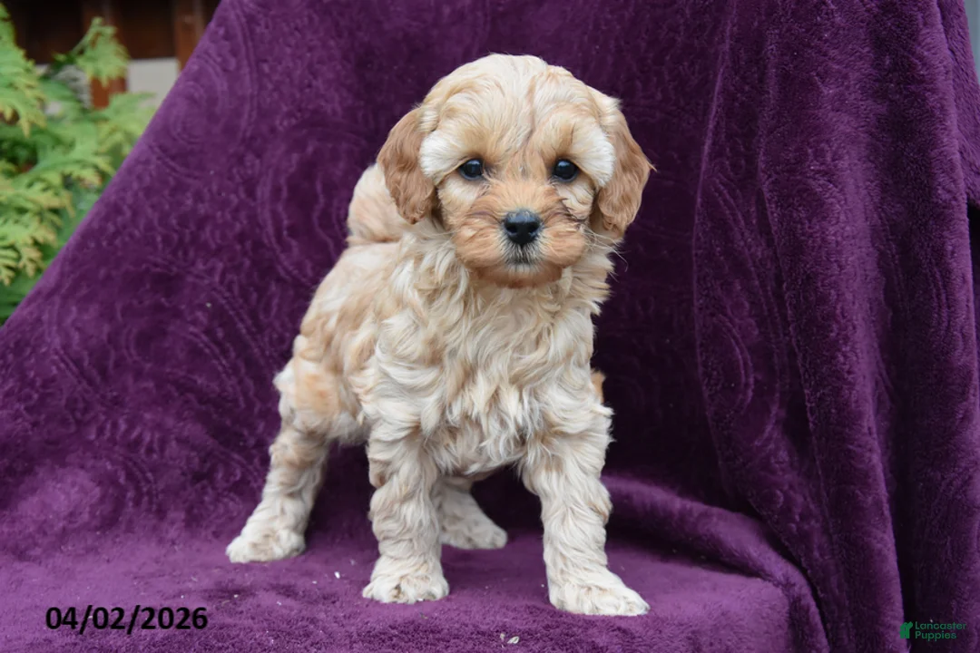 Cockapoo dogs for sale: Blake - Ad 1