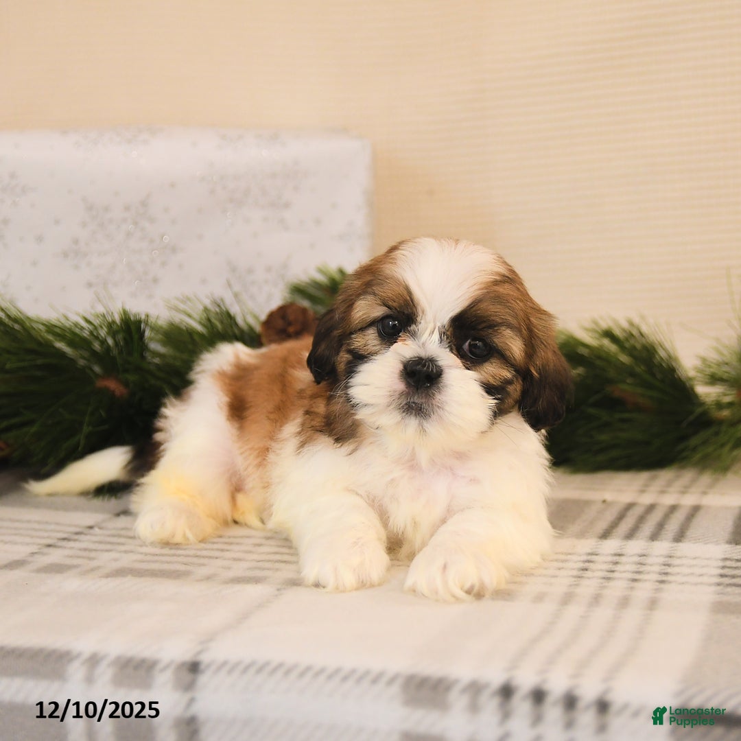 Shih Tzu dogs for sale: Lux - Ad 3