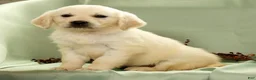 Golden Retriever dogs for sale: Gina - Ad 3