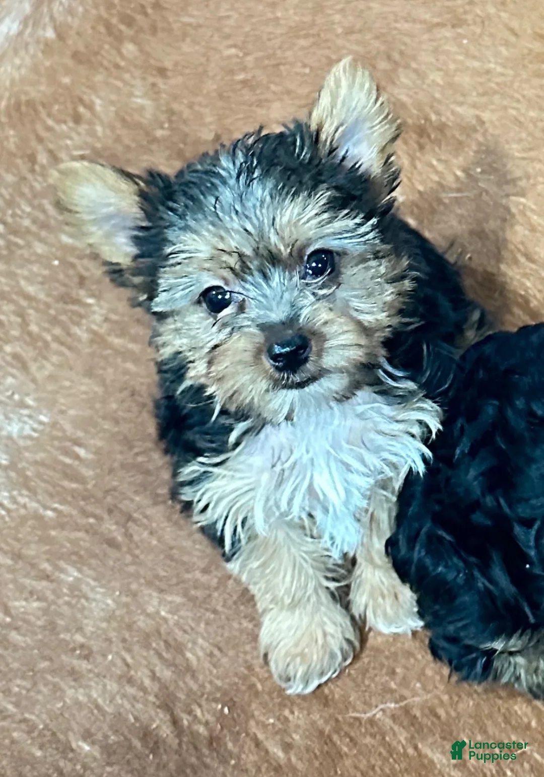 Yorkshire Terrier dogs for sale: Girl_2 - Ad 1